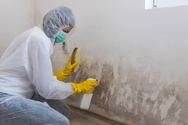 Best Commercial Mold Inspection  in Laurel Springs, NJ