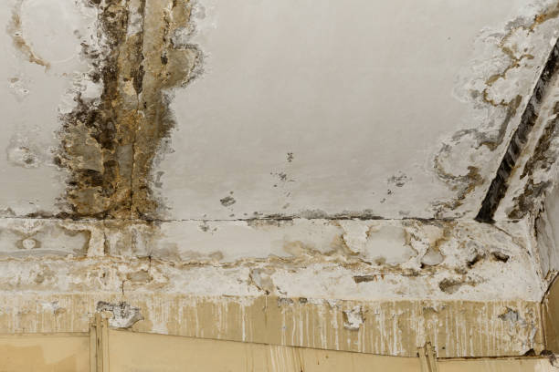 Best Water Damage & Mold Remediation  in Laurel Springs, NJ