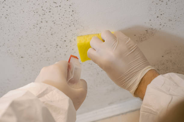 Best Airborne Mold Testing  in Laurel Springs, NJ
