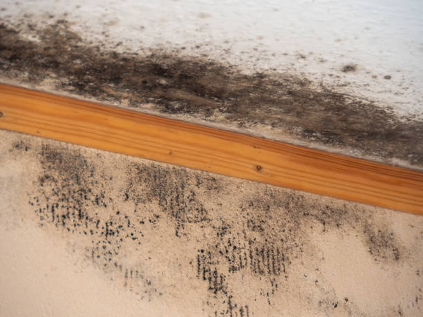 Best Biohazard Mold Removal  in Laurel Springs, NJ