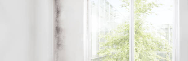 Best Mold Removal for HVAC Installations  in Laurel Springs, NJ