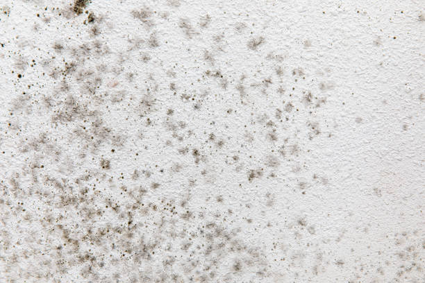 Trusted Laurel Springs, NJ Mold Removal Experts