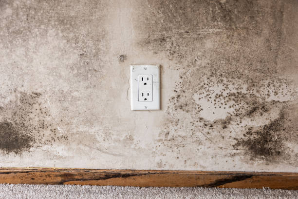 Mold Documentation for Insurance Claims in Laurel Springs, NJ