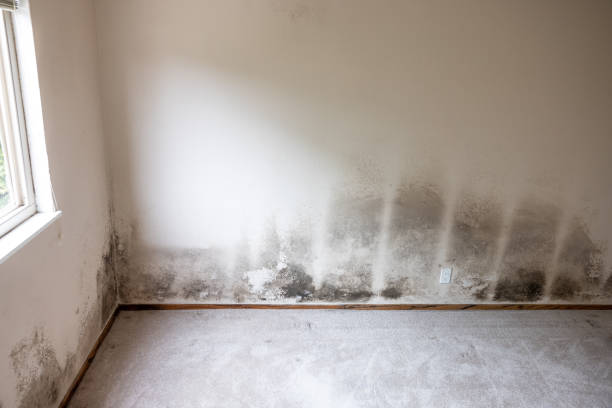 Best Mold Remediation for Healthcare Facilities  in Laurel Springs, NJ