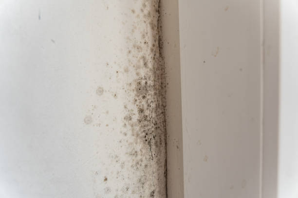 Best Mold Damage Restoration  in Laurel Springs, NJ