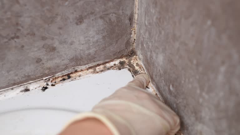 Mold Odor Removal Services in Laurel Springs, NJ