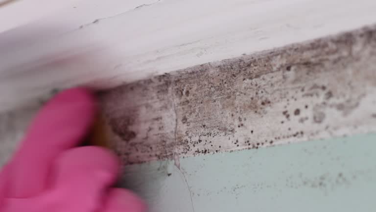 Best Black Mold Removal  in Laurel Springs, NJ